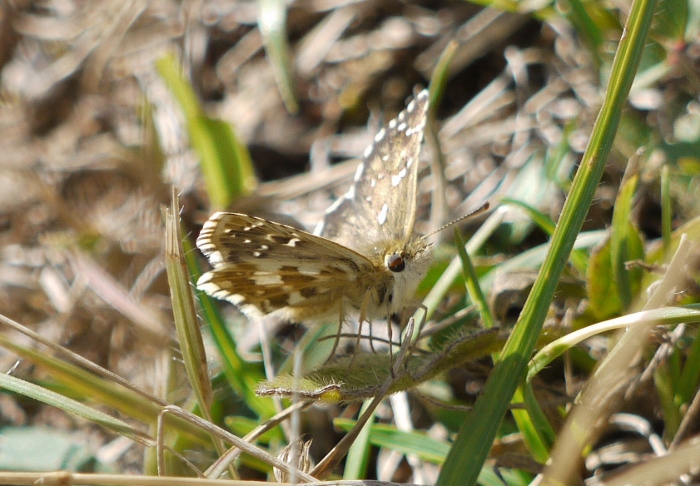 Pyrgus armoricanus?